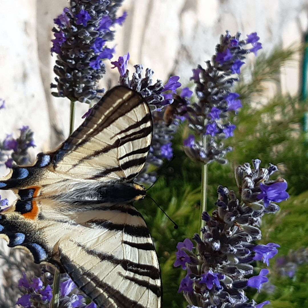 HYDROPURA Lavendel mit Schmetterling